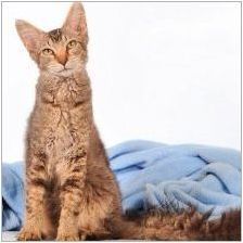 Laperm: описание на котките, техния характер и характеристики на съдържанието