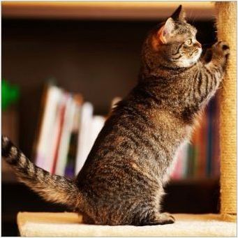 Macchin: Описание на котките, типове и поддръжка
