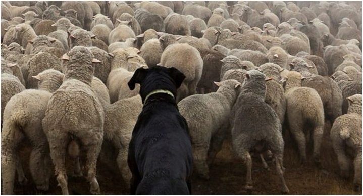 Майоркански овчари: Порода Описание и правила за съдържание