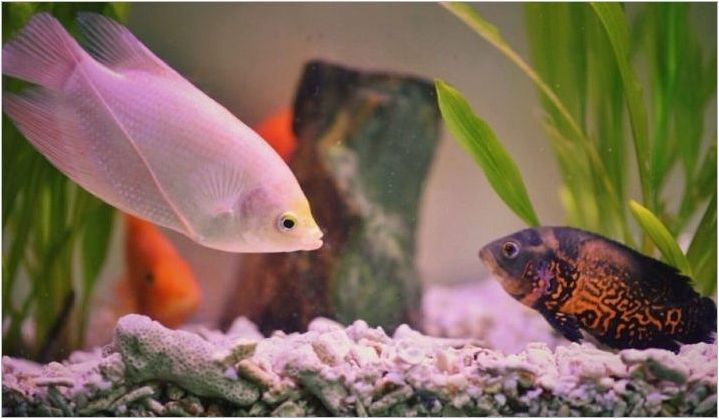 Малка аквариумна риба: сортове и избор