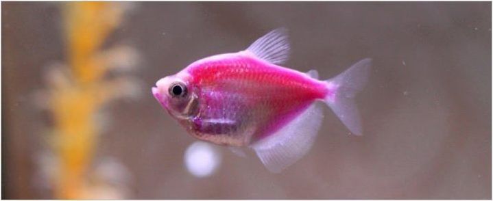 Малка аквариумна риба: сортове и избор