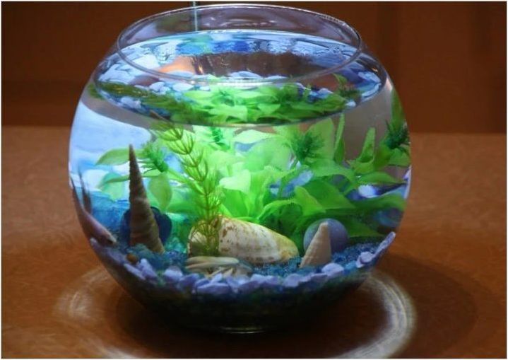 Малки аквариуми: функции, разновидности, избор и селище