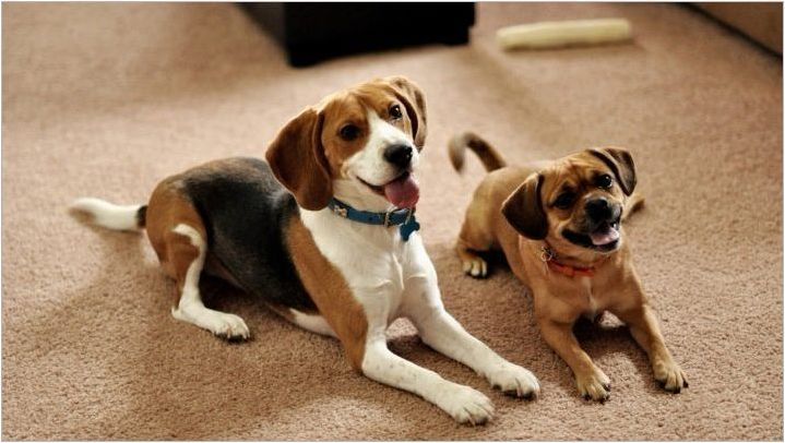 Малки породи кучета за апартамента: Разглеждане и тайни на кучето