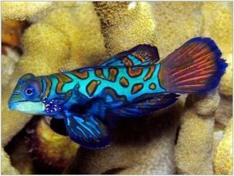 Mandarin Fish: описание, грижи и развъждане