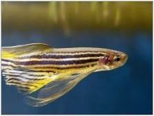 Mandarin Fish: описание, грижи и развъждане