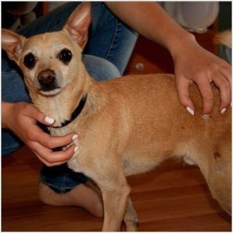 Машина Chihuahua и играчка Териер: Характеристики, описание на характера и съдържанието