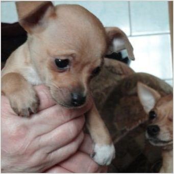 Машина Chihuahua и играчка Териер: Характеристики, описание на характера и съдържанието