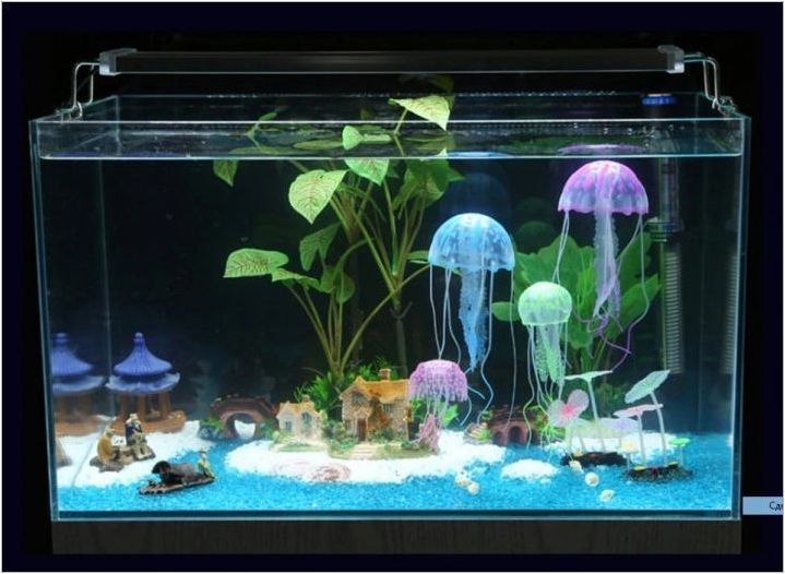 Медузи в аквариума: какво се случва и как да ги задържим?