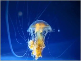 Медузи в аквариума: какво се случва и как да ги задържим?