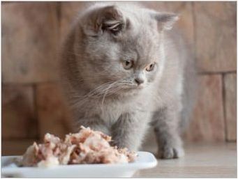 Мека храна за котенца: рейтинг на производителите и правилата за избор