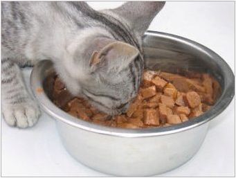 Мека храна за котенца: рейтинг на производителите и правилата за избор