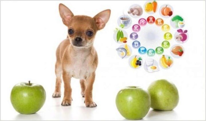 Micro Chihuahua: Какви кучета гледат и как да ги задържи?