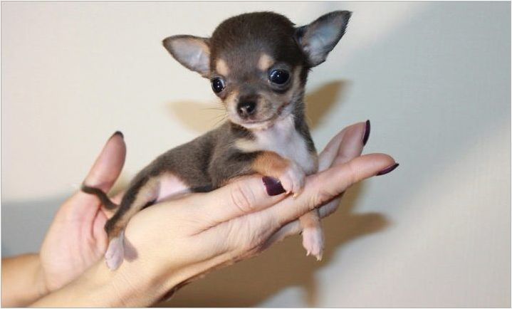 Micro Chihuahua: Какви кучета гледат и как да ги задържи?
