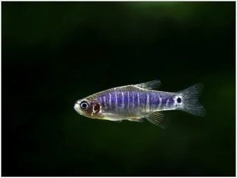 Microrasta Galaxy: Съдържание и развъждане на аквариумни риби
