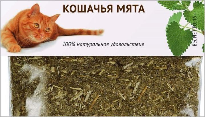 Mint Cat: Какво е и как растението действа върху котките?