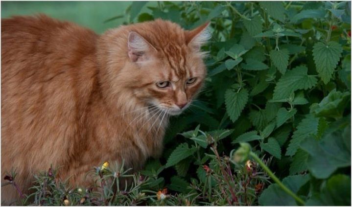 Mint Cat: Какво е и как растението действа върху котките?