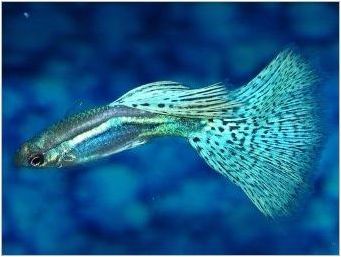 Мирно аквариумна риба: описание и избор