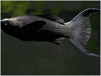 Мирно аквариумна риба: описание и избор
