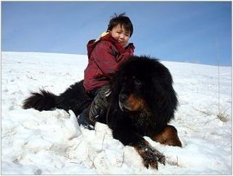 Mongol Shepherd: Порода Описание, характер и съдържание