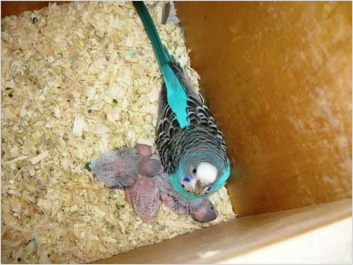 Начало и гнездо за папагали: характеристики на избор, изисквания, правила за производство