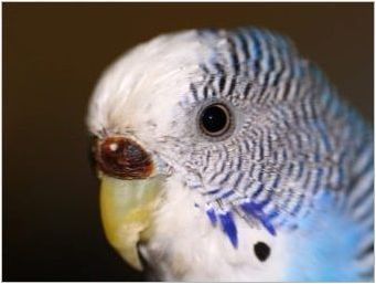 Начало и гнездо за папагали: характеристики на избор, изисквания, правила за производство