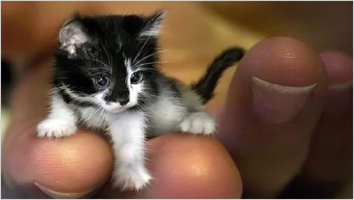 Най-малките котки в света