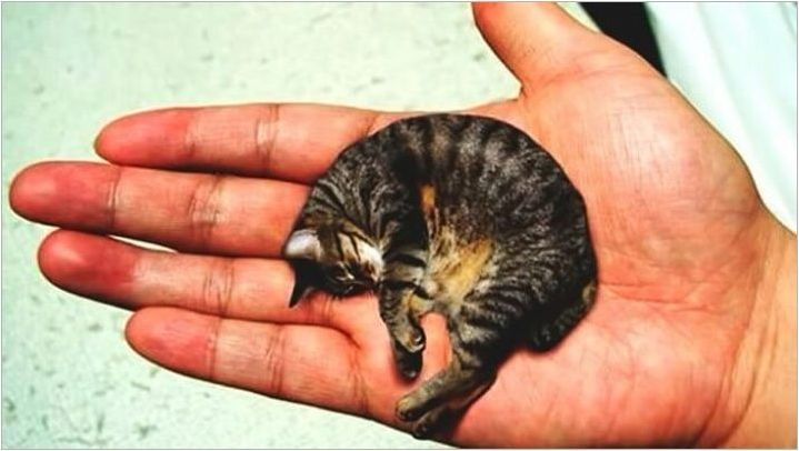 Най-малките котки в света