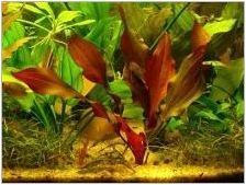 Наноакарни риби и растения