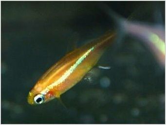 Neon Fish: разновидности, избор, грижа и репродукция