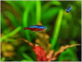 Neon Fish: разновидности, избор, грижа и репродукция