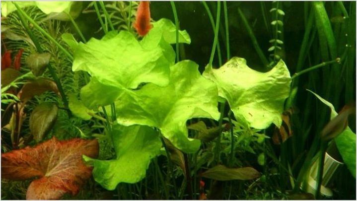 Непретенциозни аквариумни растения: разновидности, избор и грижа