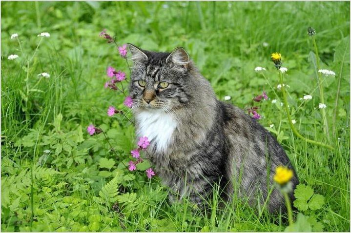 Норвежка гора котка: описание, съдържание и разплод