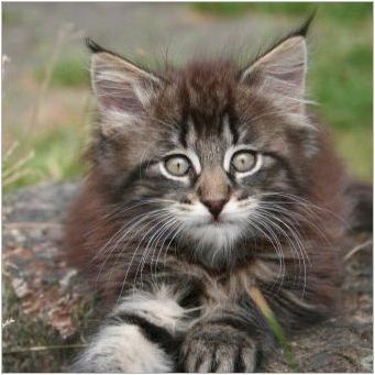 Норвежка гора котка: описание, съдържание и разплод