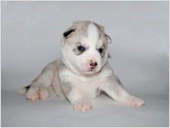 Новородени хъски кученца: описание и грижа