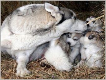 Новородени хъски кученца: описание и грижа