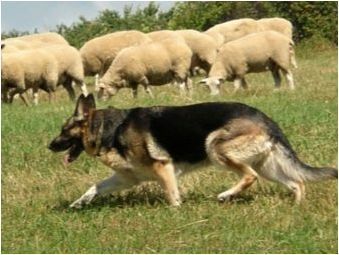 Образование и обучение на германския овчар