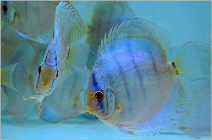 Обсъдете: описание и видове риба, съдържание в аквариума и грижи