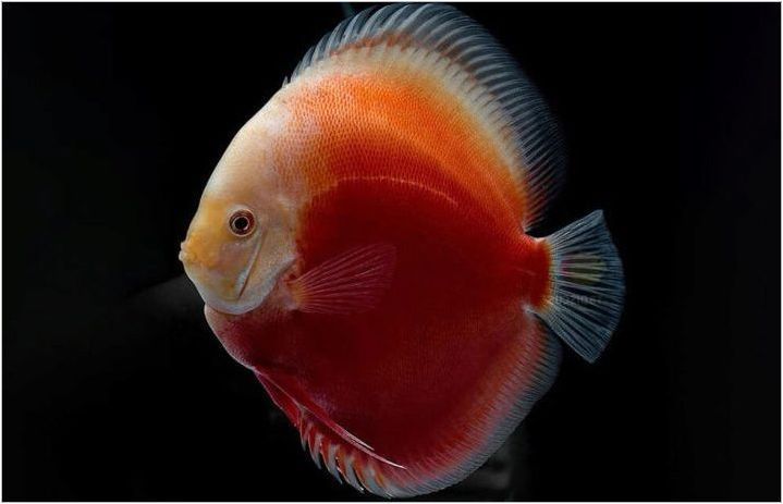 Обсъдете: описание и видове риба, съдържание в аквариума и грижи