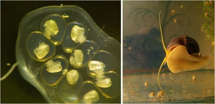 Охлюви бобини в аквариума: характеристики, ползи и вреда