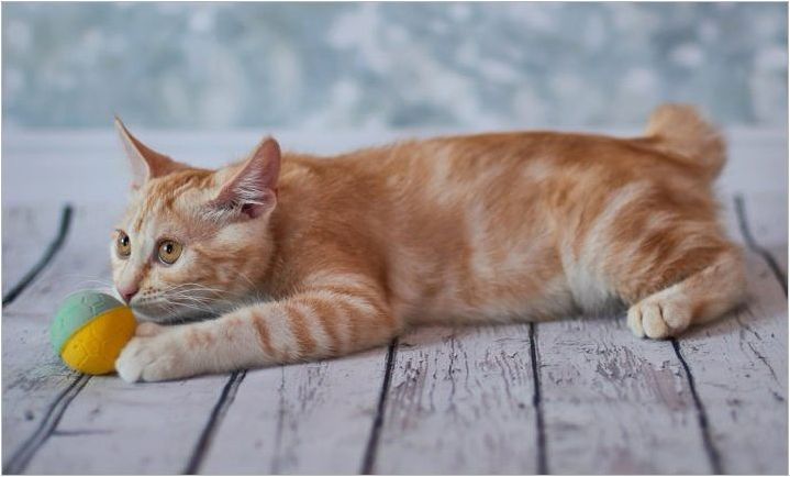 Описание, характер, хранене и развъждане на котки японски bobtail