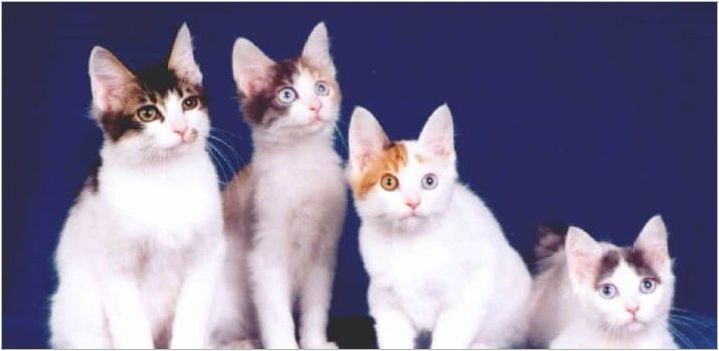 Описание, характер, хранене и развъждане на котки японски bobtail