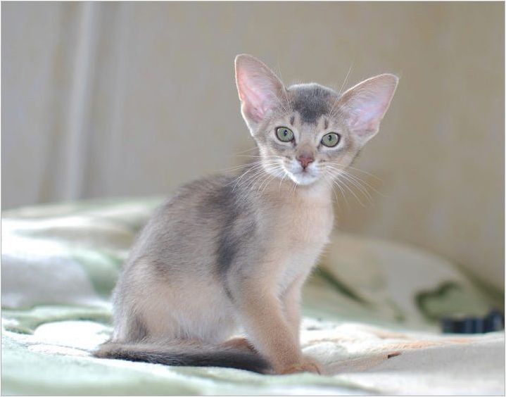Описание и съдържание на абисинските котки Син цвят