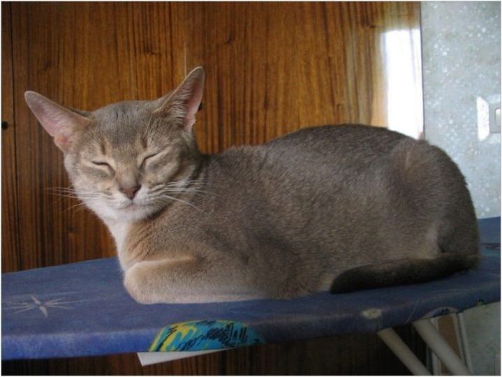 Описание и съдържание на абисинските котки Син цвят