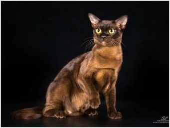 Описание и съдържание на Buman Cats Шоколад цвят