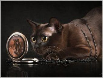 Описание и съдържание на Buman Cats Шоколад цвят