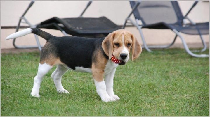 Описание и съдържание на кученцата Beagle за 4 месеца