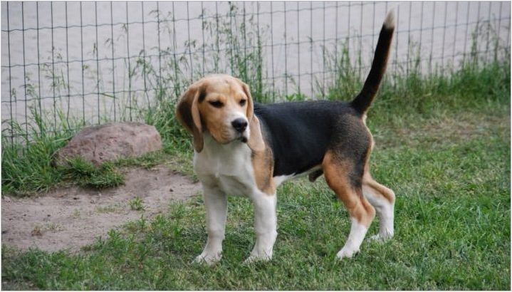 Описание и съдържание на кученцата Beagle за 4 месеца