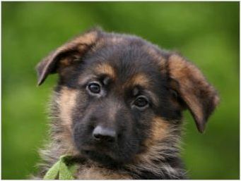 Описание и съдържание на немското овчарско кученце за 1 месец