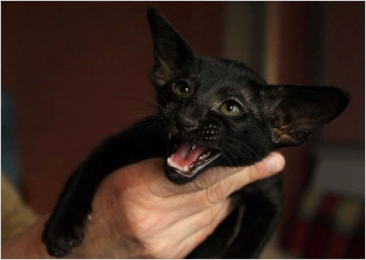 Описание и условия за съдържанието на черни ориенталски котки