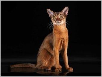 Описание на характера и измъчване на абисинските котки